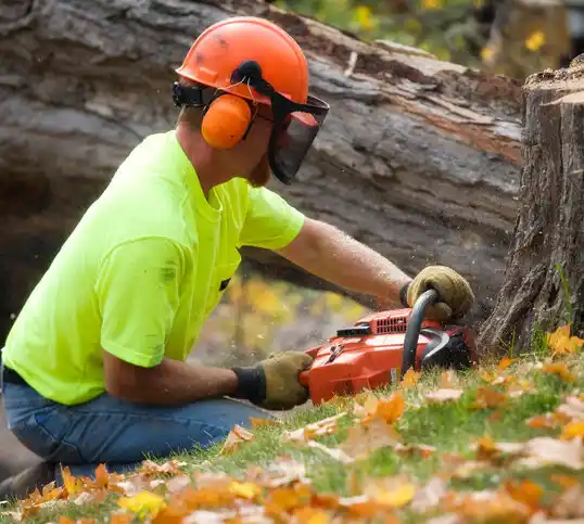 tree services Montvale